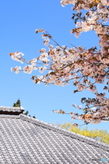 ひたち海浜公園