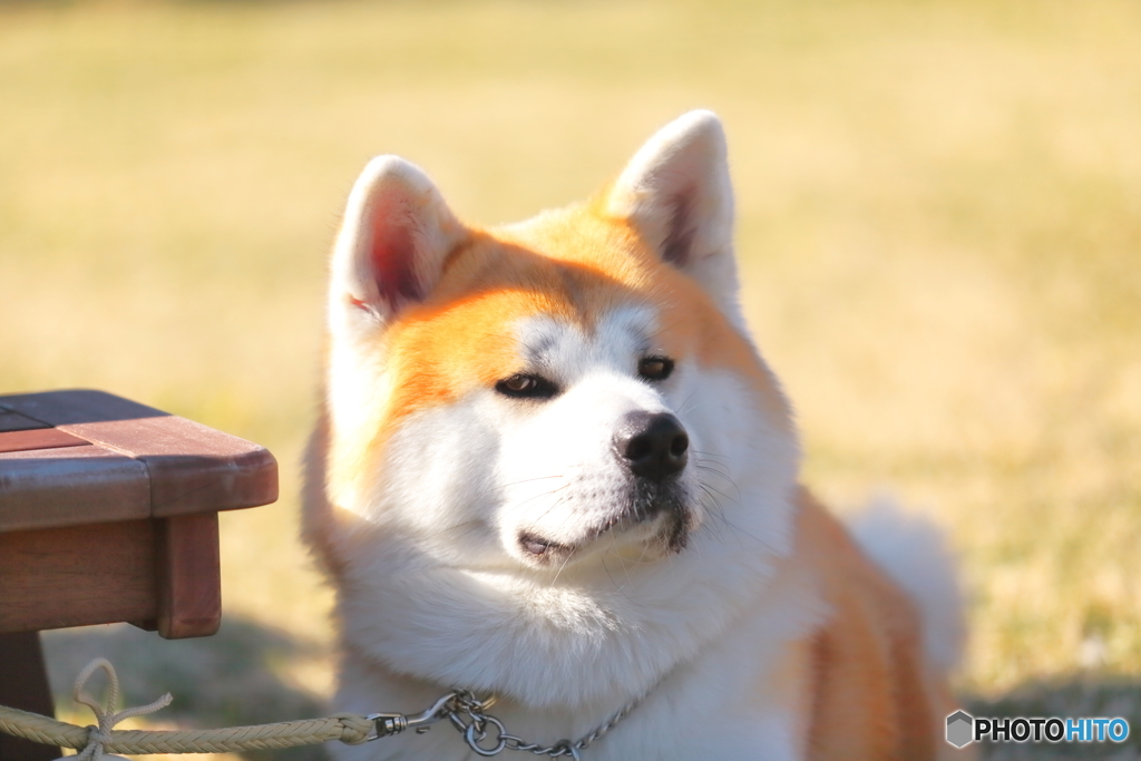 秋田犬