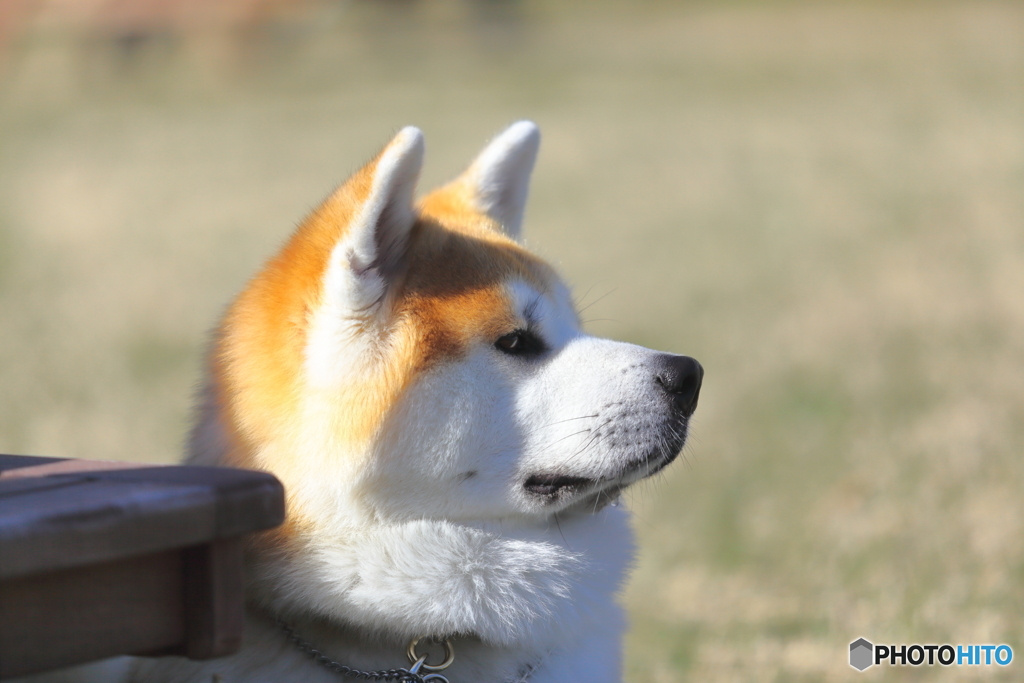 秋田犬