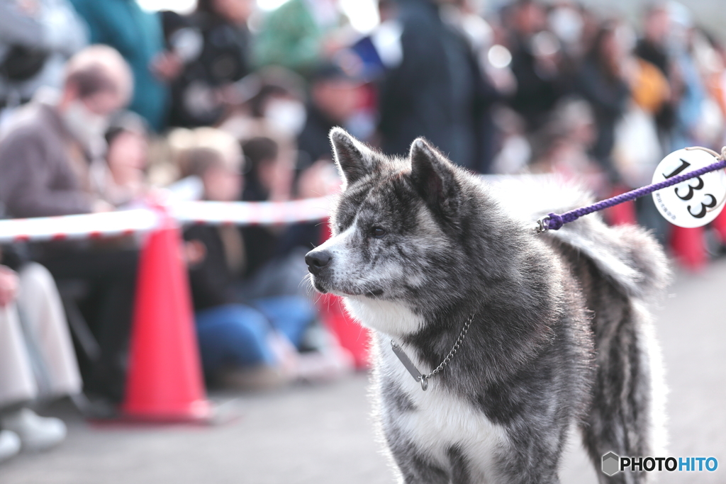 秋田犬