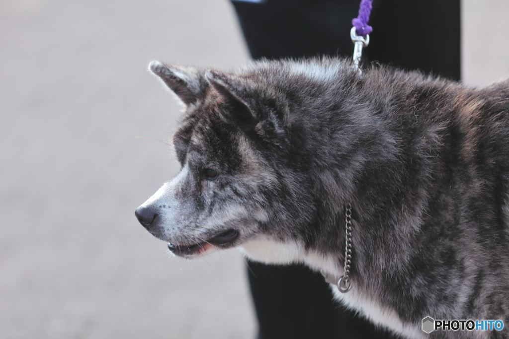 秋田犬