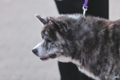 秋田犬