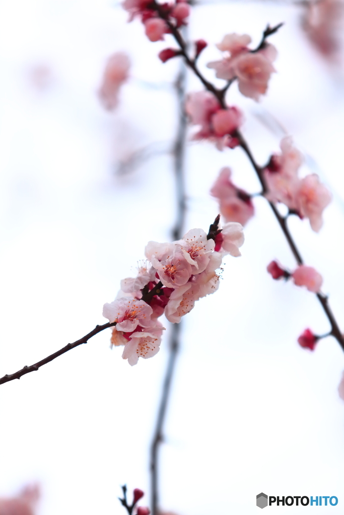 あけぼの山農業公園