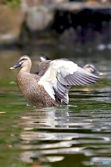 あけぼの山農業公園