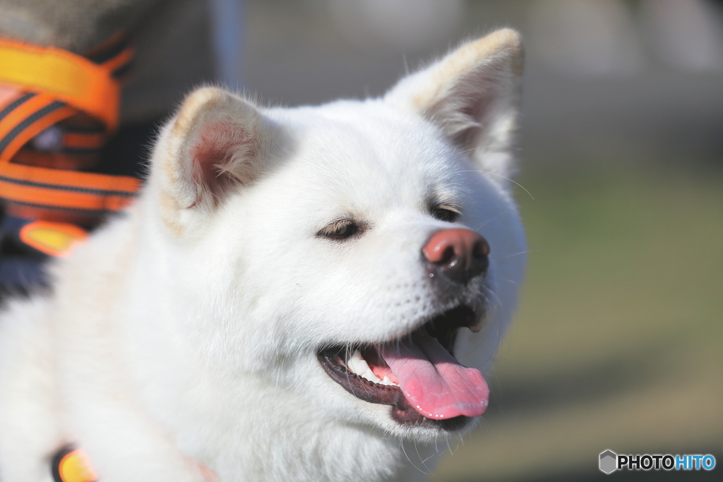 秋田犬