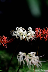 曼珠沙華