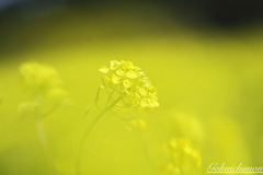 菜の花