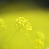菜の花