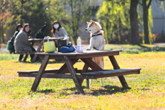 秋田犬