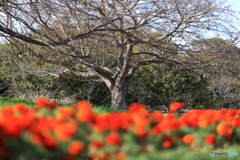 さくらの山公園