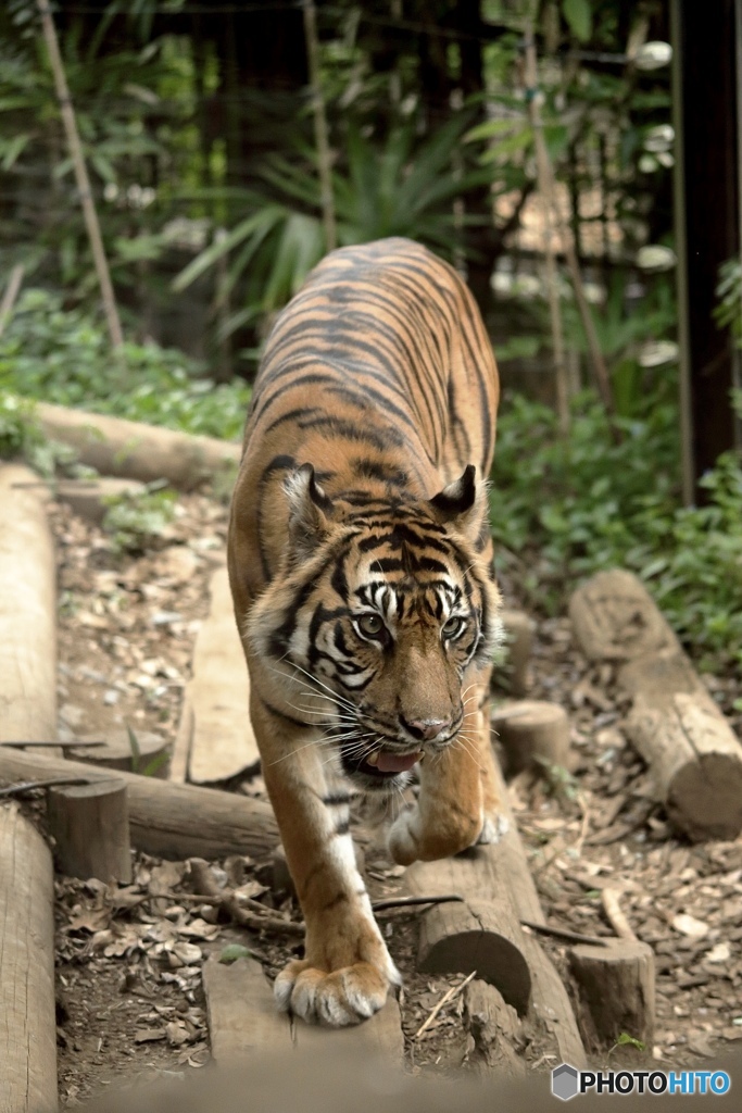 上野動物園