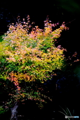 手賀の丘公園