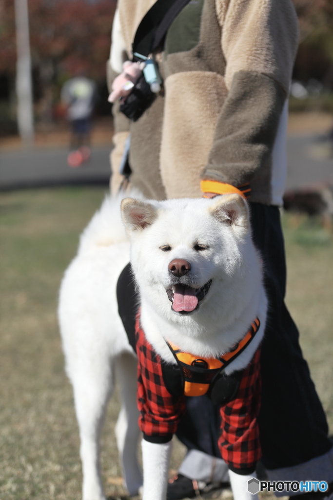 秋田犬