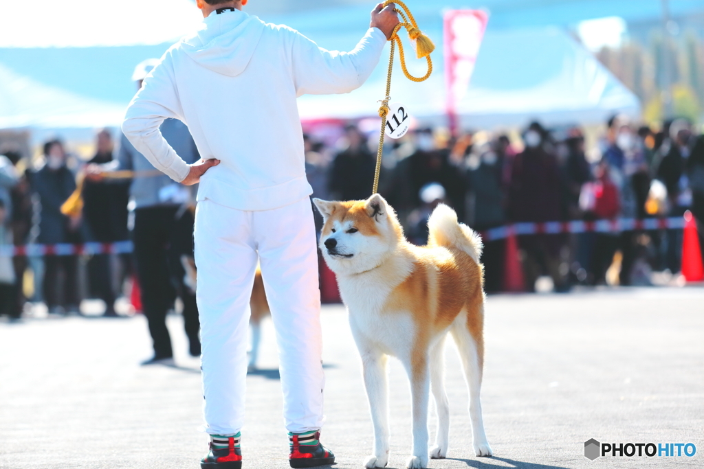 秋田犬