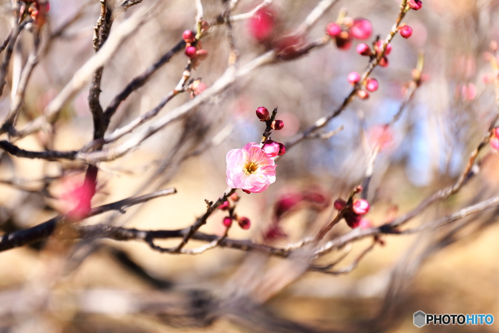 あけぼの山農業公園