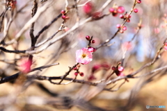 あけぼの山農業公園