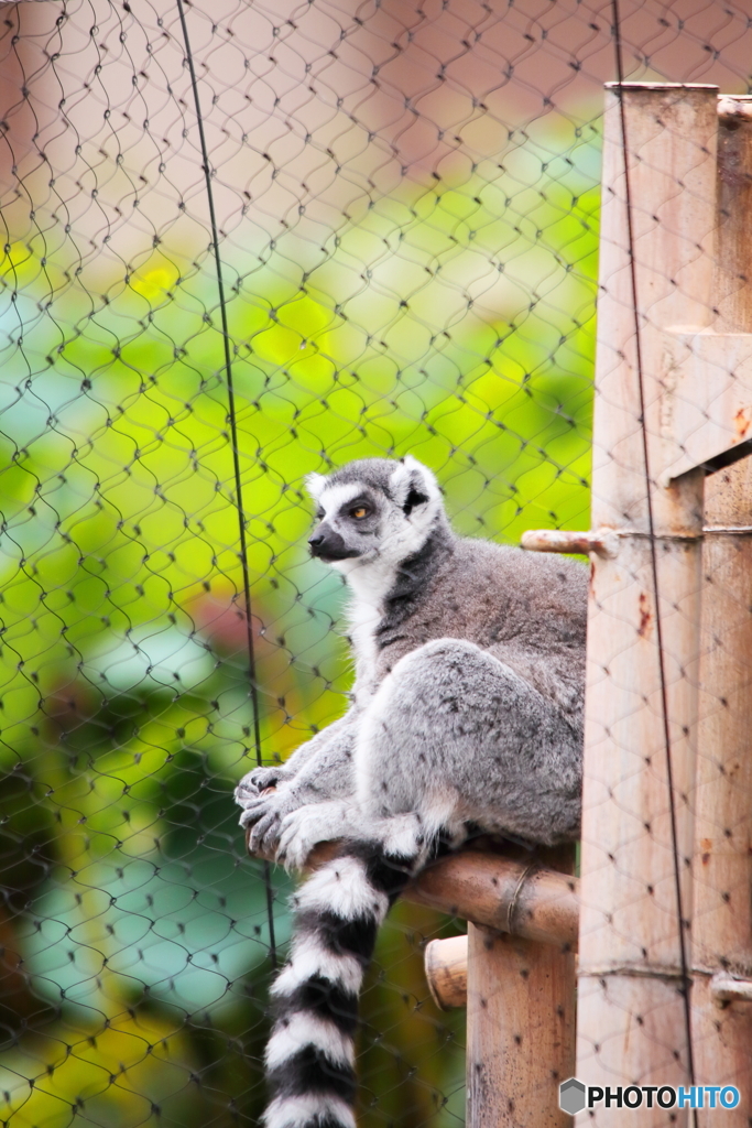上野動物園