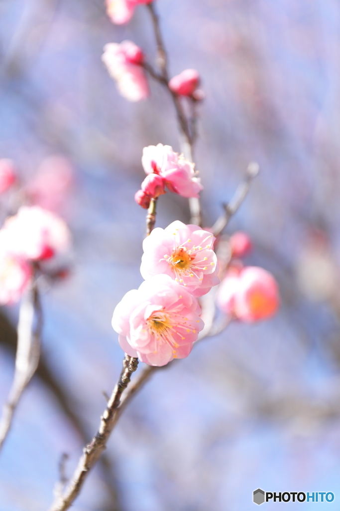 あけぼの山農業公園