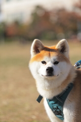 秋田犬