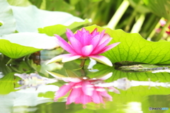 あけぼの山農業公園