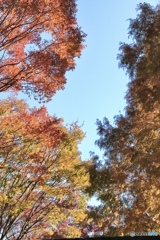 坂田ヶ池総合公園