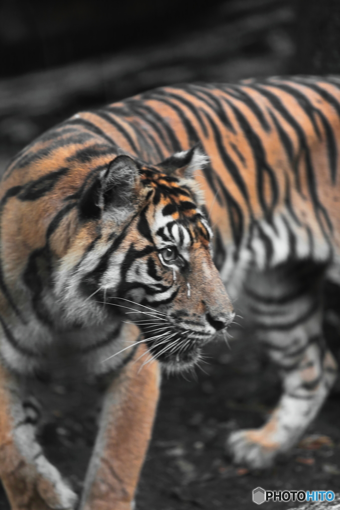 上野動物園