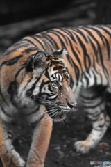 上野動物園