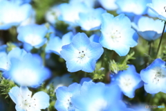 ひたち海浜公園