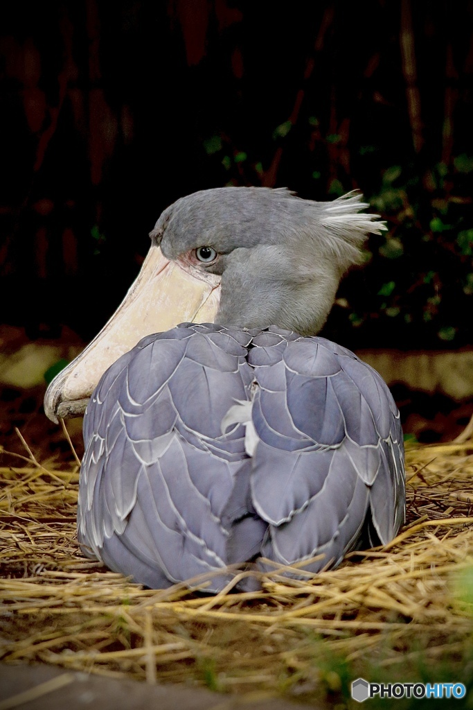 上野動物園