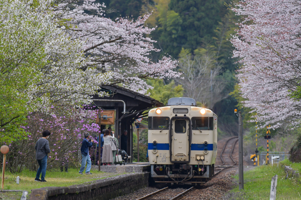 桜と列車