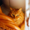 DSC00252