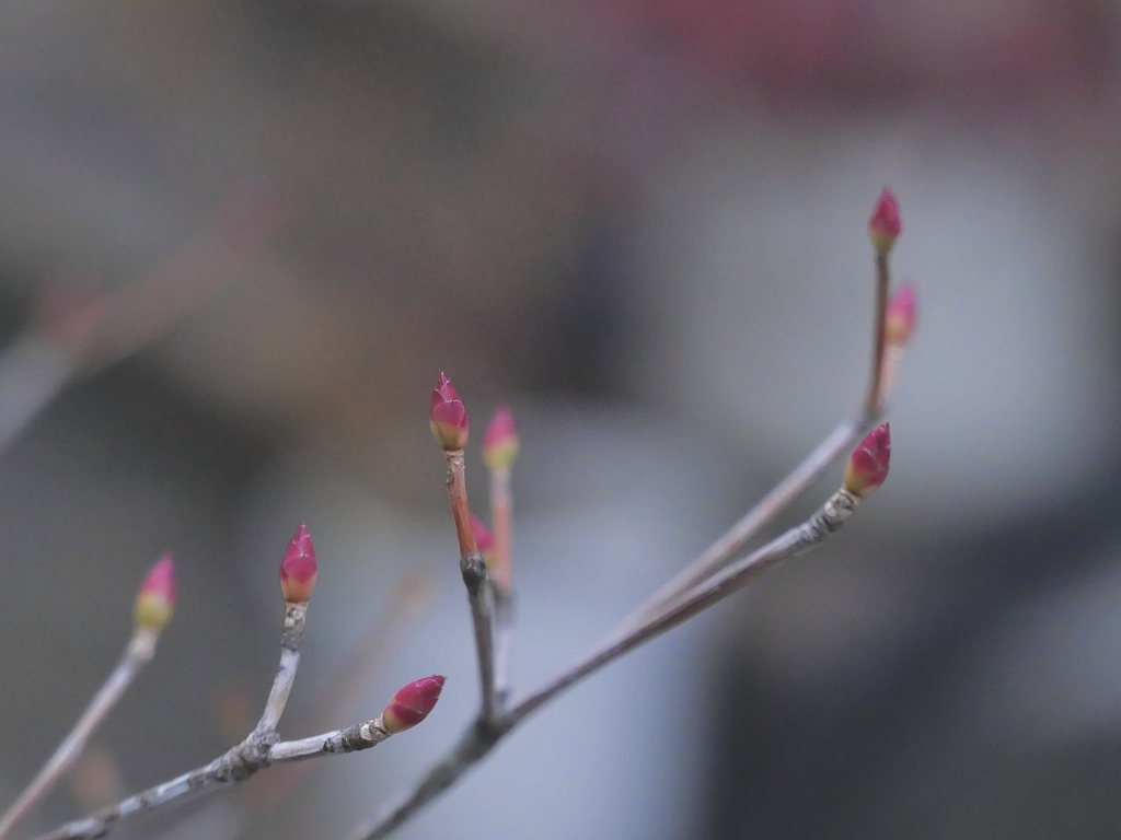 赤い芽を数えて。。