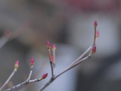 赤い芽を数えて。。