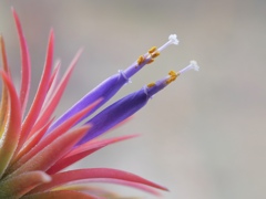 チランジアの花　1