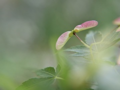 いつか風になりたい