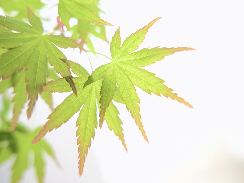 爽やかな風