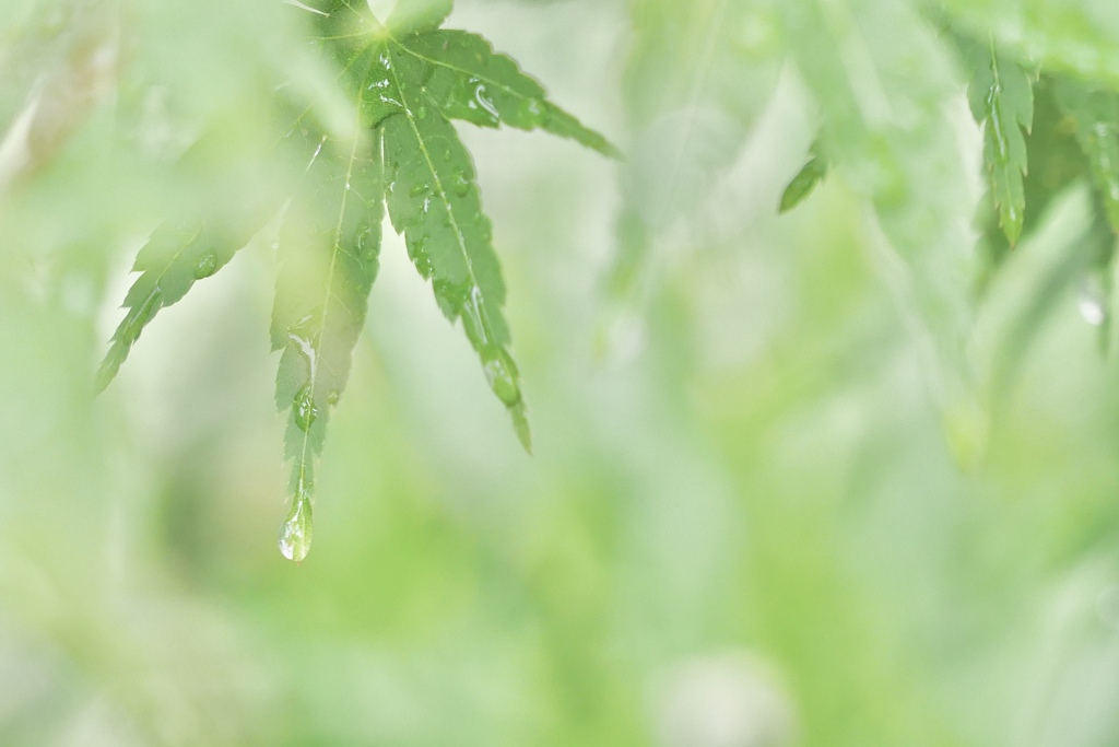 雨の日のグリーン