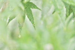 雨の日のグリーン