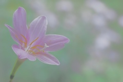 汚れなき愛