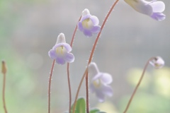 薄紫色の可愛い君