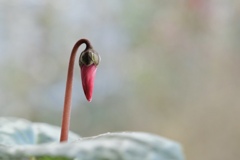 はにかみ