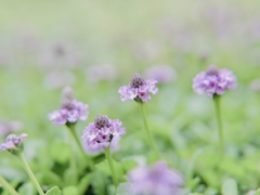 小さな花畑みたいな