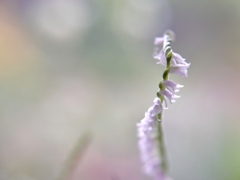 思慕