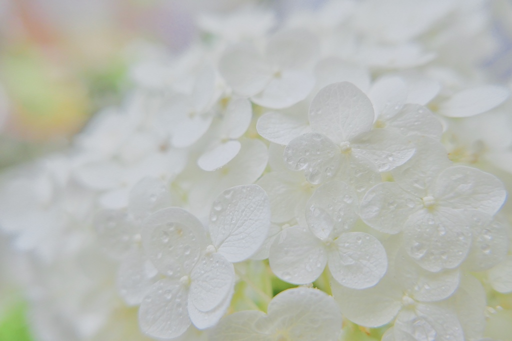 雨の日の君はとっても綺麗だよ
