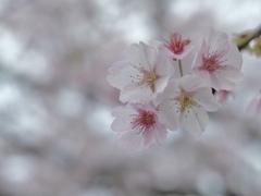薄紅色の。