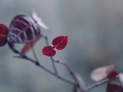 心の灯
