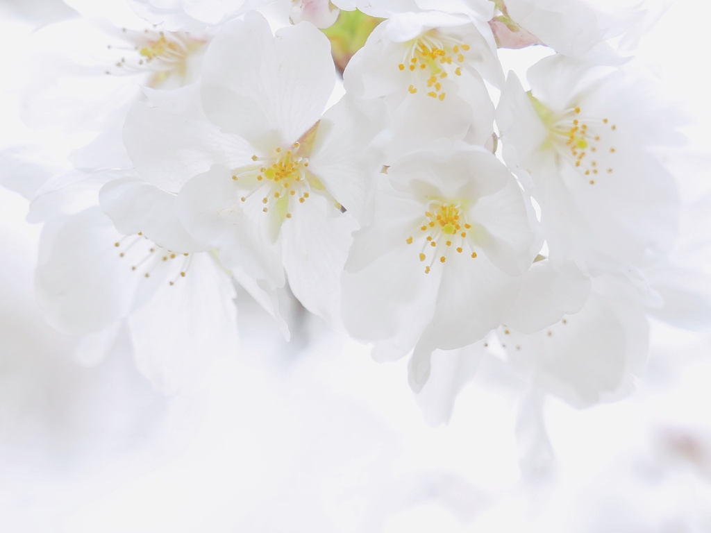 春旅　 春は見上げたら桜がいる