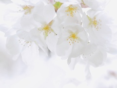 春旅　 春は見上げたら桜がいる