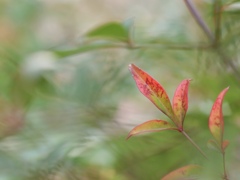 風の中