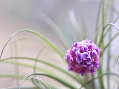 チランジアの花　2